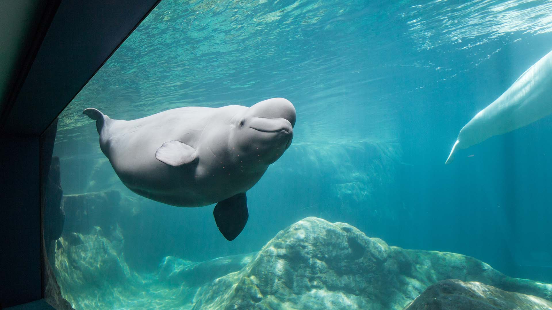 Beluga whale swimming in its habitat at Georgia Aquarium