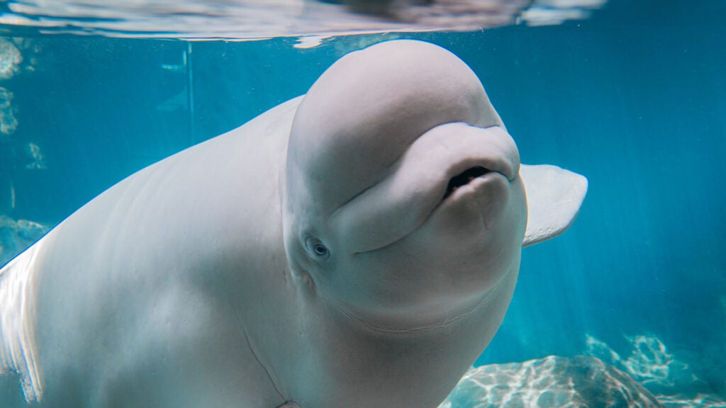 Beluga whale swimming underwater