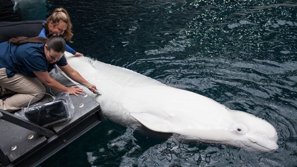 Animal care team assisting a beluga whale during transport preparations