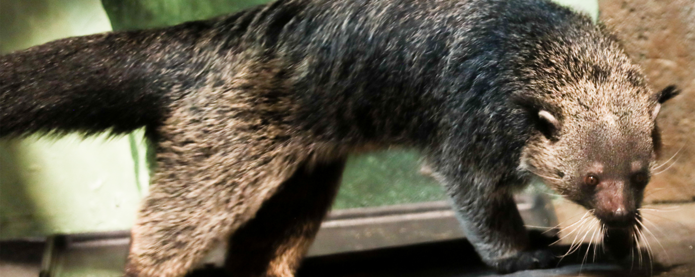 Binturong