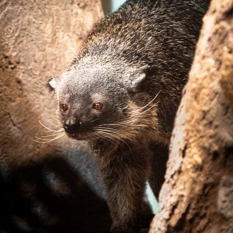 Binturong 1