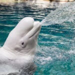 Dive deeper into beluga whales.