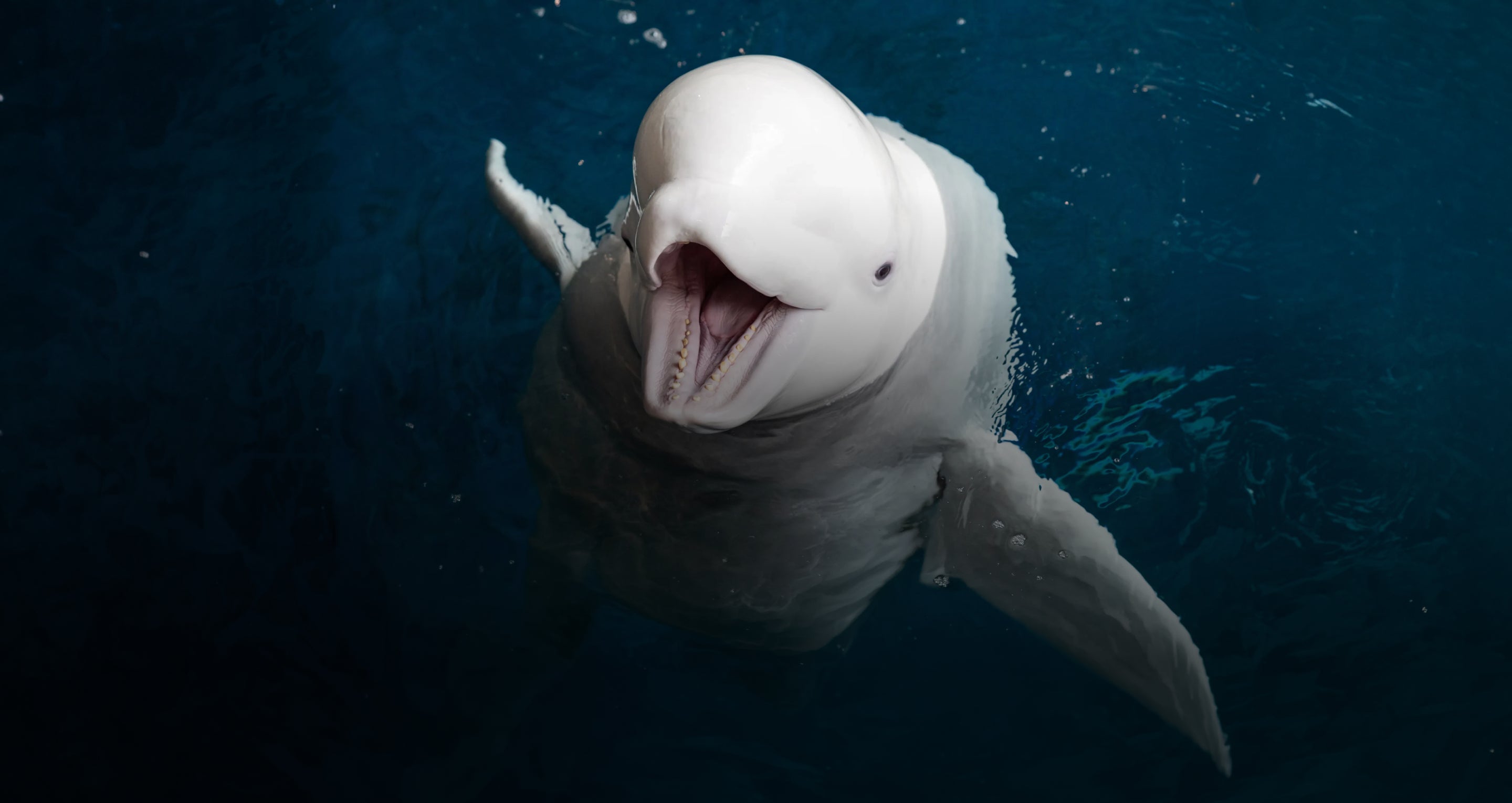 sea lion