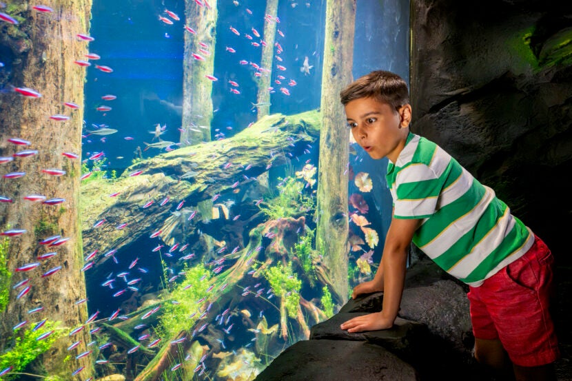 Discover the Reimagined Southern Company River Scout Gallery