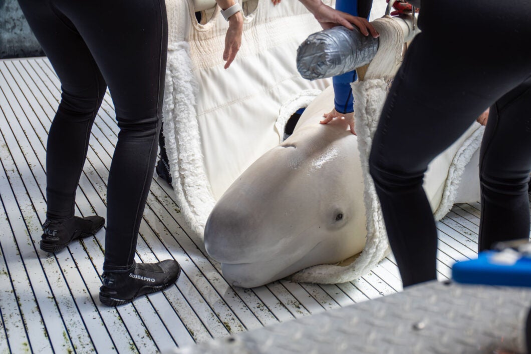 Mission Critical: Rescuing Beluga Whales 16