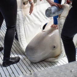 Mission Critical: Rescuing Beluga Whales 16