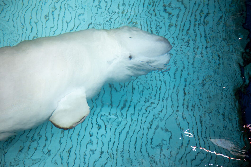 Mission Critical: Rescuing Beluga Whales 17