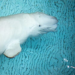 Mission Critical: Rescuing Beluga Whales 17