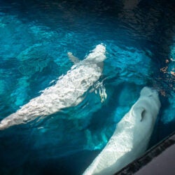 Mission Critical: Rescuing Beluga Whales 18