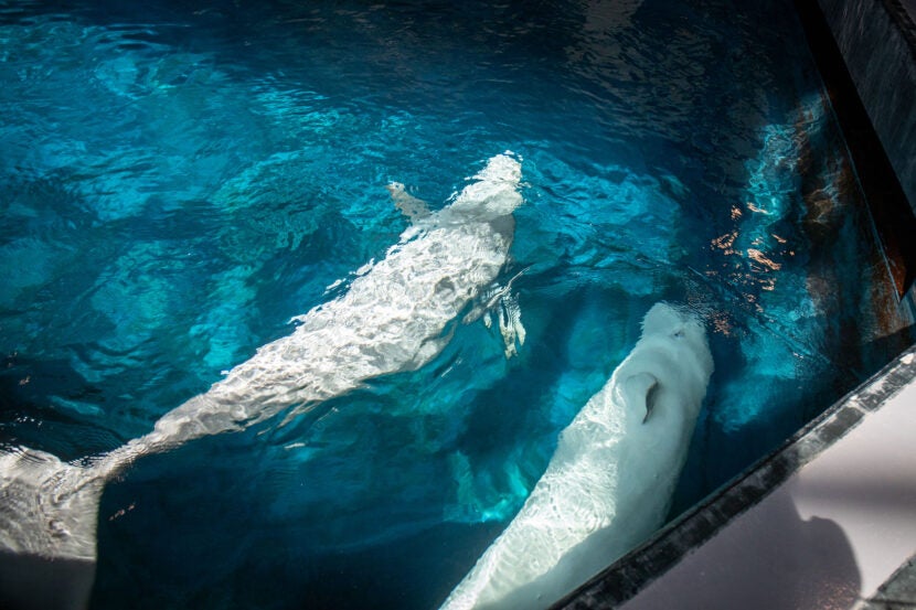Mission Critical: Rescuing Beluga Whales 4
