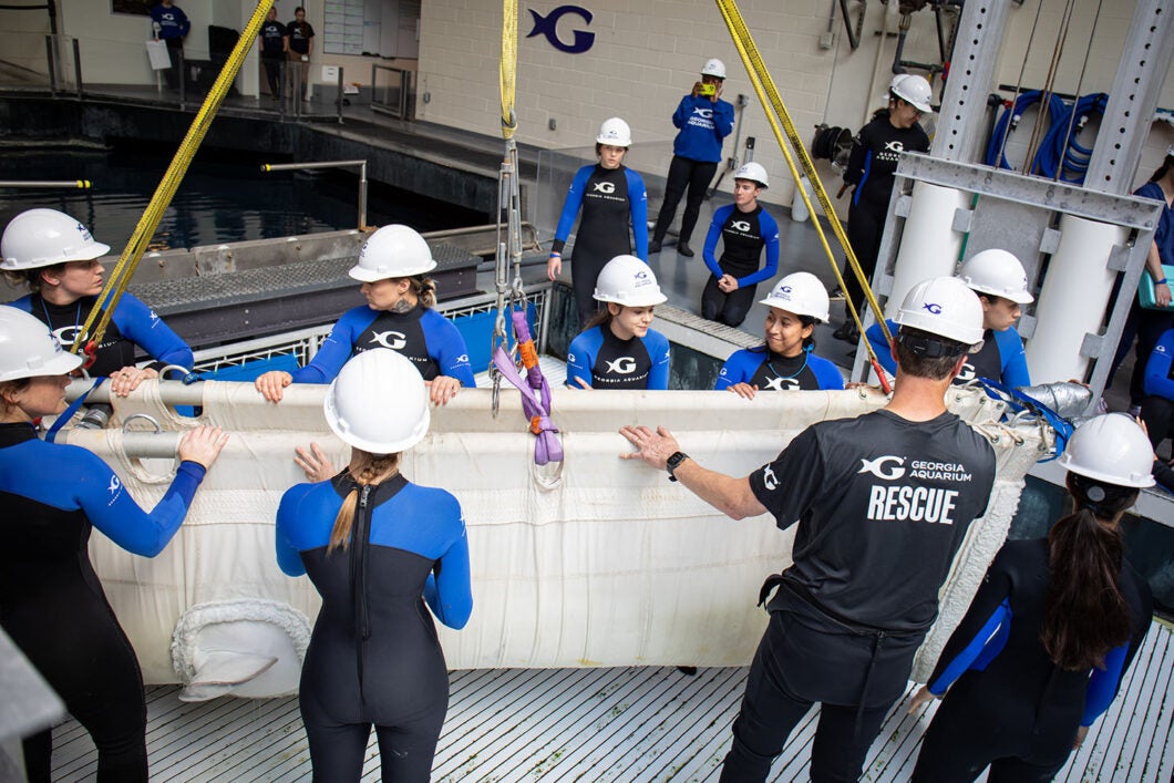 Mission Critical: Rescuing Beluga Whales 13