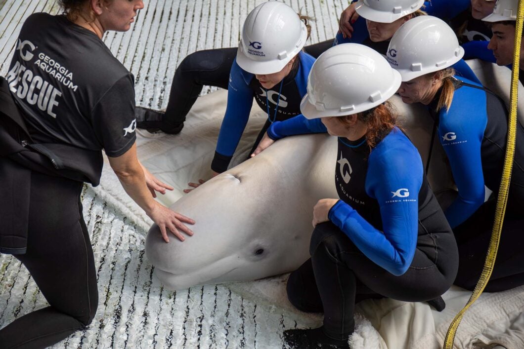Mission Critical: Rescuing Beluga Whales 15