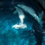 Rescuing Beluga Whales