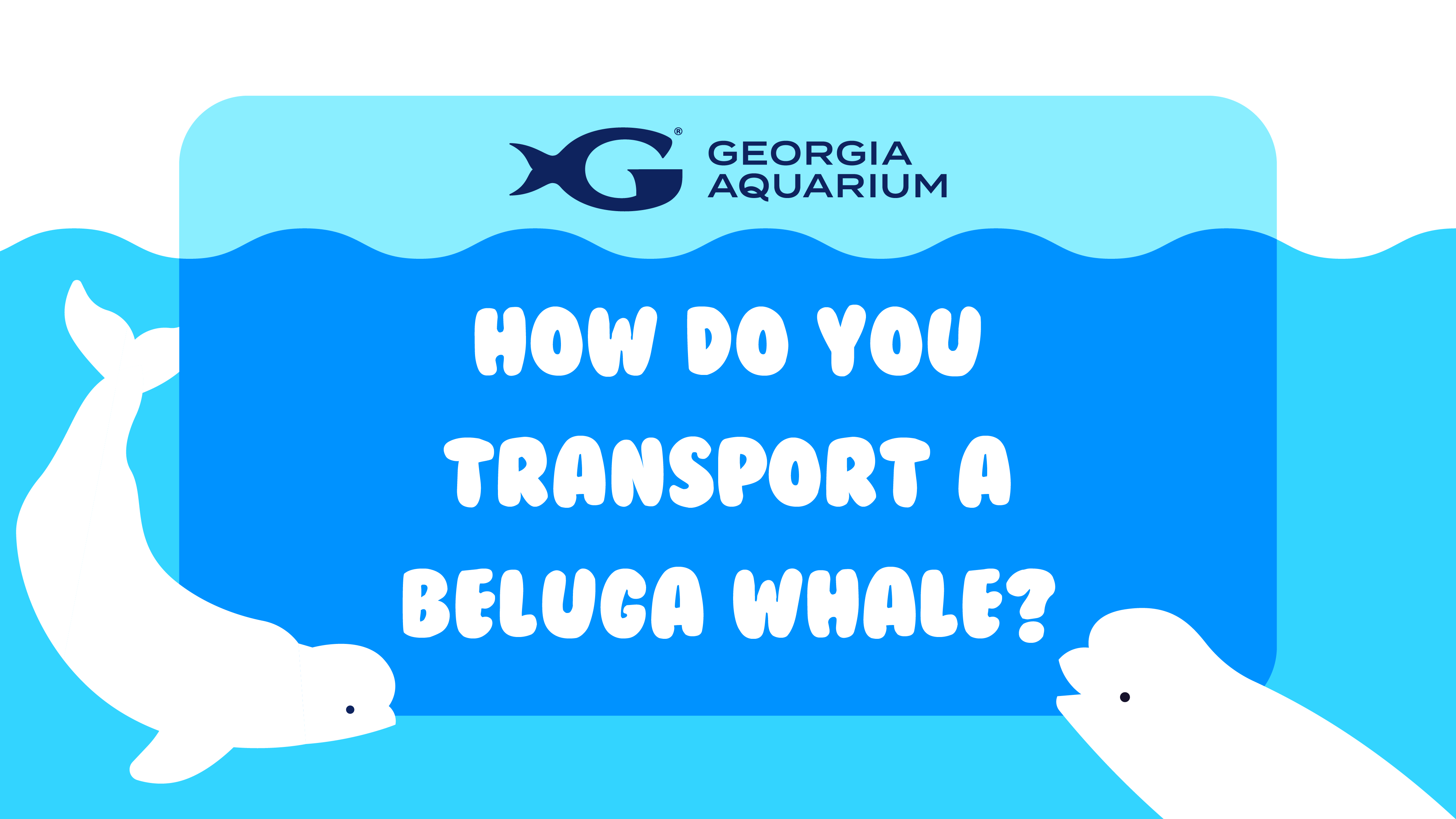 Rescuing Beluga Whales 10