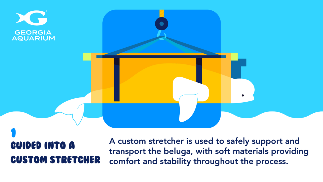 Rescuing Beluga Whales 11