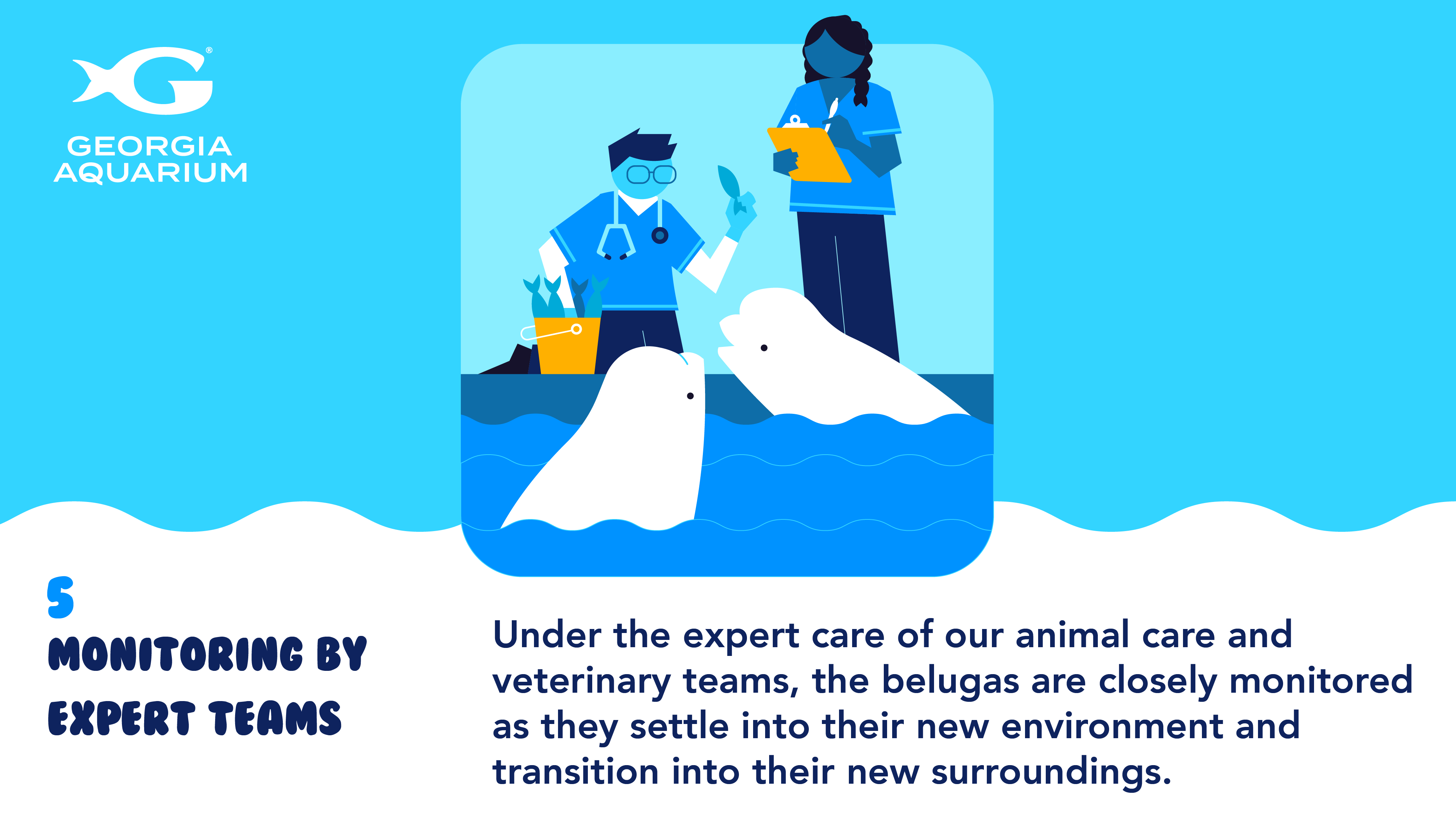 Rescuing Beluga Whales 14