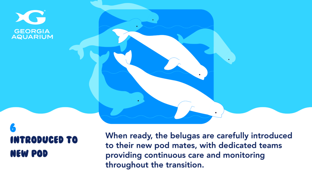 Rescuing Beluga Whales 15
