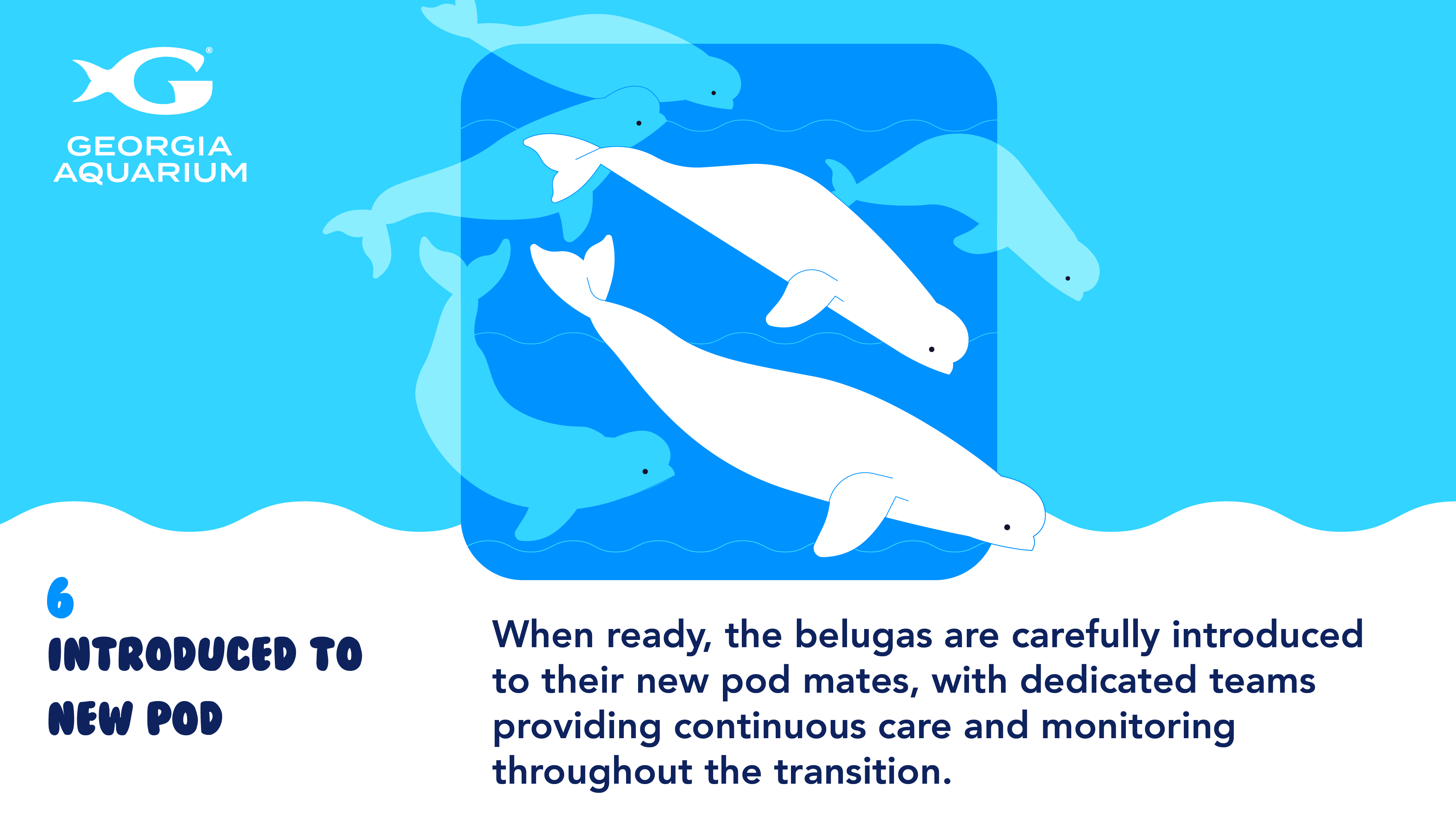 Rescuing Beluga Whales 15