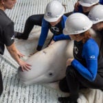 Rescuing Beluga Whales 2
