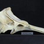 Photo credit: Idaho Virtual Museum. Specimen SSSC2011008.