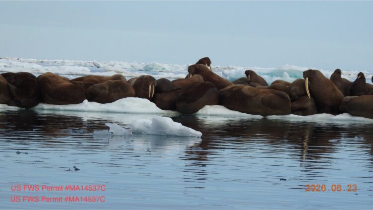 photo credit: Aaron Christ, photo taken under permit US FWS Permit #MA14537C