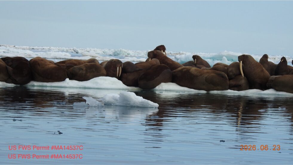 photo credit: Aaron Christ, photo taken under permit US FWS Permit #MA14537C