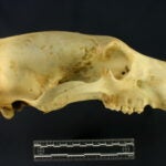 Photo credit: Idaho Virtual Museum. Specimen UWBM 38690