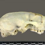 Photo Credit: Idaho Virtual Museum Specimen UWBM 38690