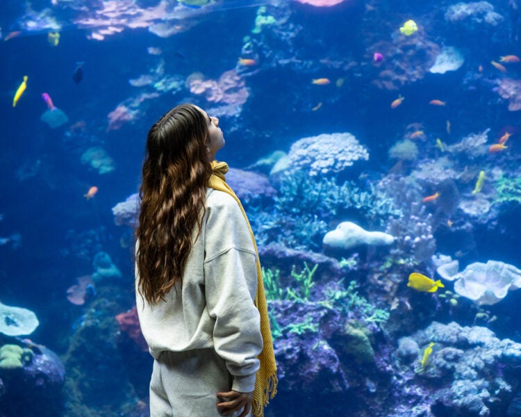 young lady looking up into tropical diver habitat