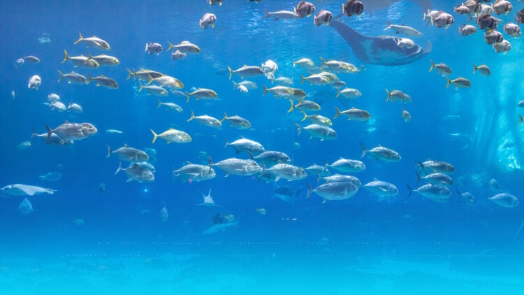 Ocean Voyager habitat