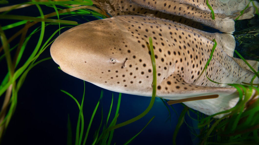 Shark & Ray Interaction 5