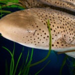 Shark & Ray Interaction 5