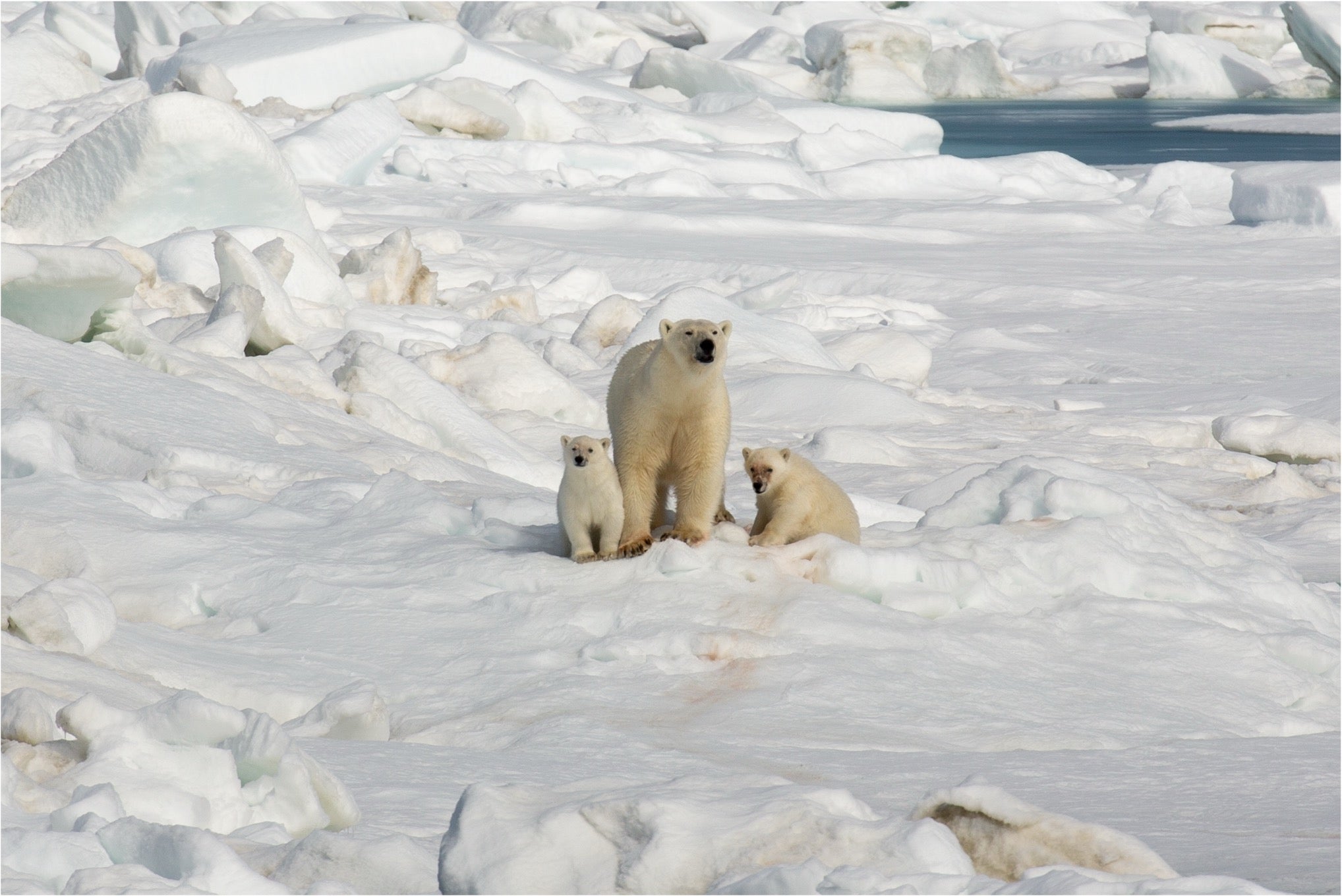 A Day in the Life of an Arctic Walrus Researcher 2
