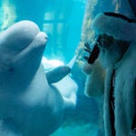 Georgia Aquarium Announces WinterTide, a New Holiday Experience for 2026 2