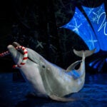Georgia Aquarium Announces WinterTide, a New Holiday Experience for 2026 6