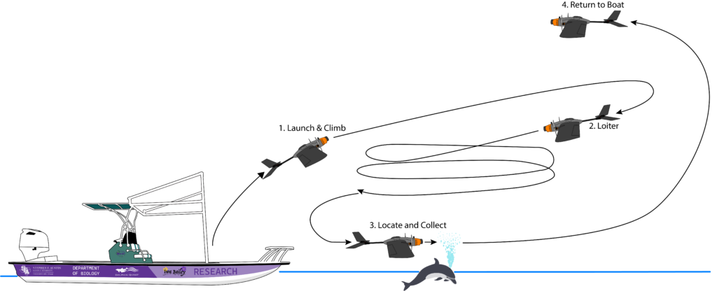 How Drone Technology Could Help Us Better Understand Dolphin Health 1