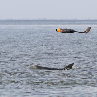 How Drone Technology Could Help Us Better Understand Dolphin Health