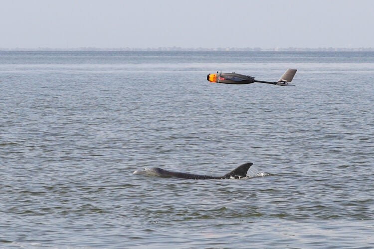 How Drone Technology Could Help Us Better Understand Dolphin Health