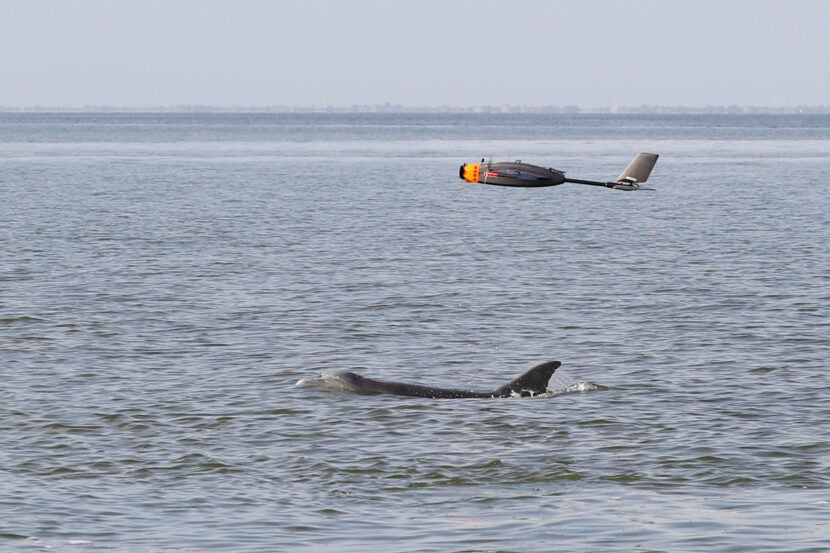 How Drone Technology Could Help Us Better Understand Dolphin Health