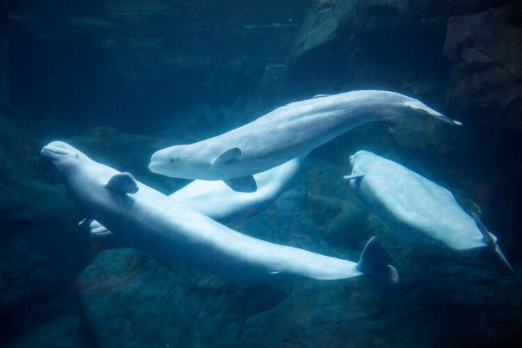 Mission Critical: Rescuing Beluga Whales 19