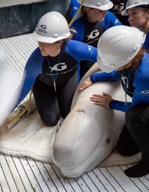 Mission Critical: Rescuing Beluga Whales 20