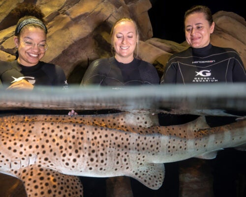 Shark & Ray Interaction