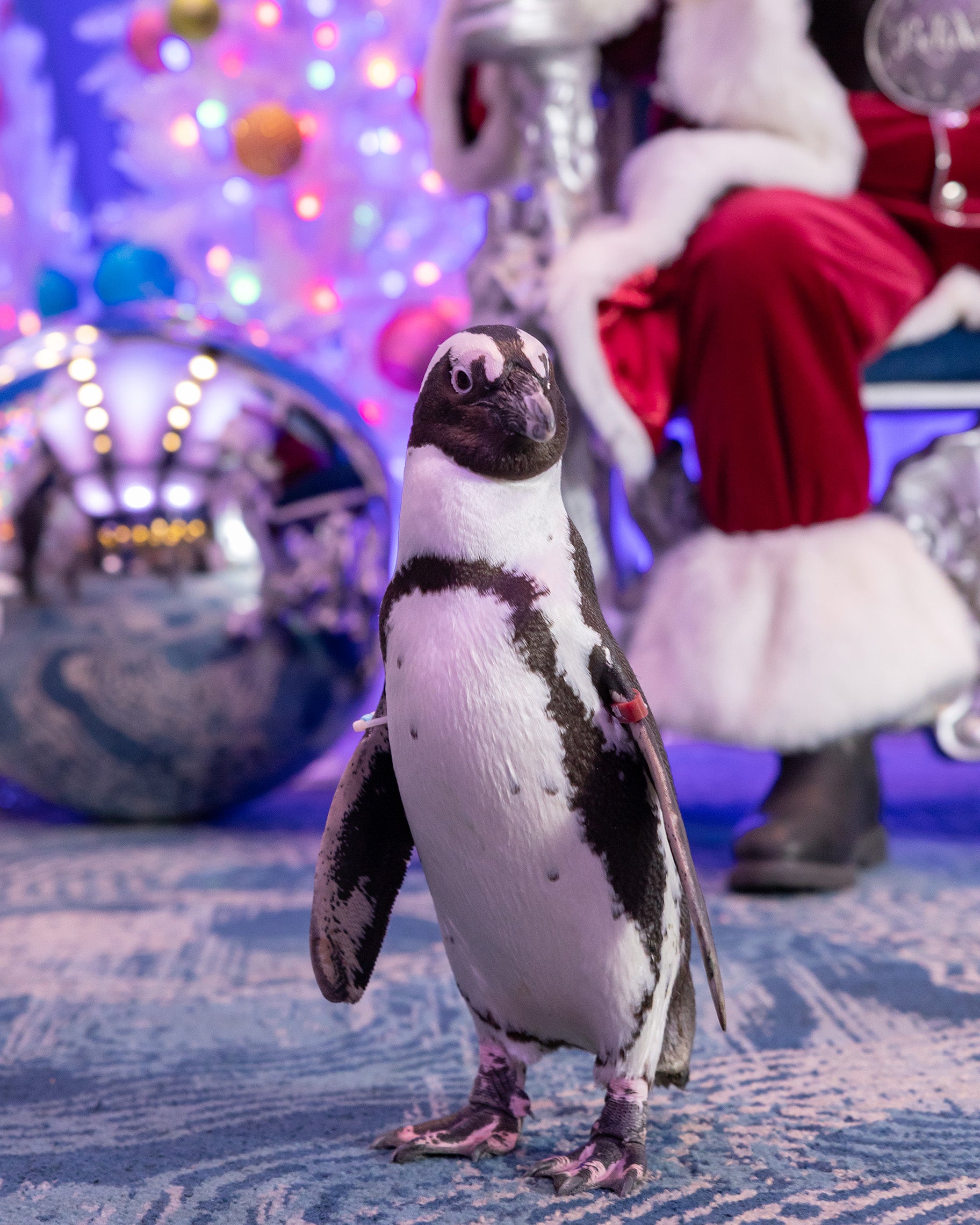 peguin with ornaments in the background