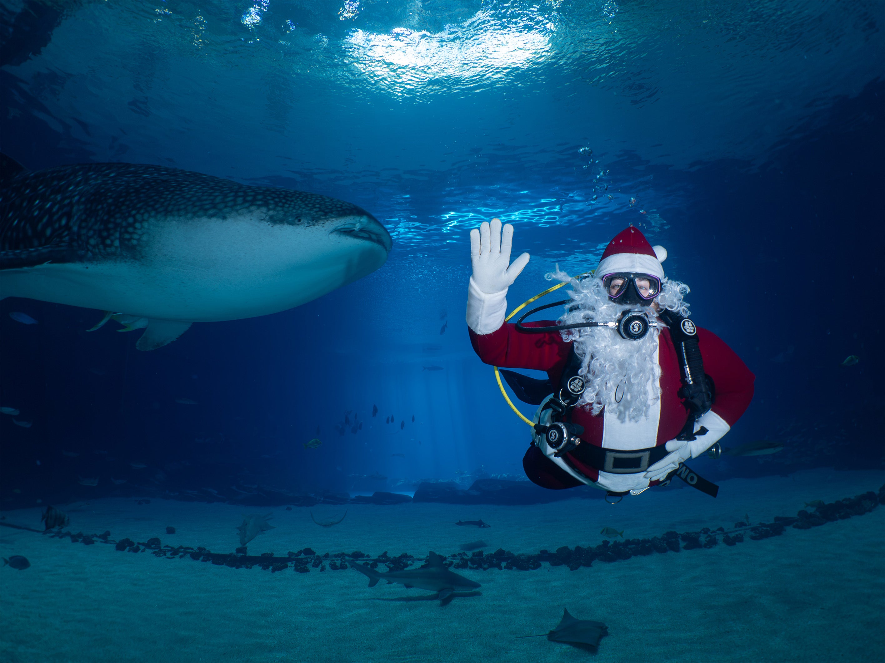diver wearing Santa suit with whale shark in the background